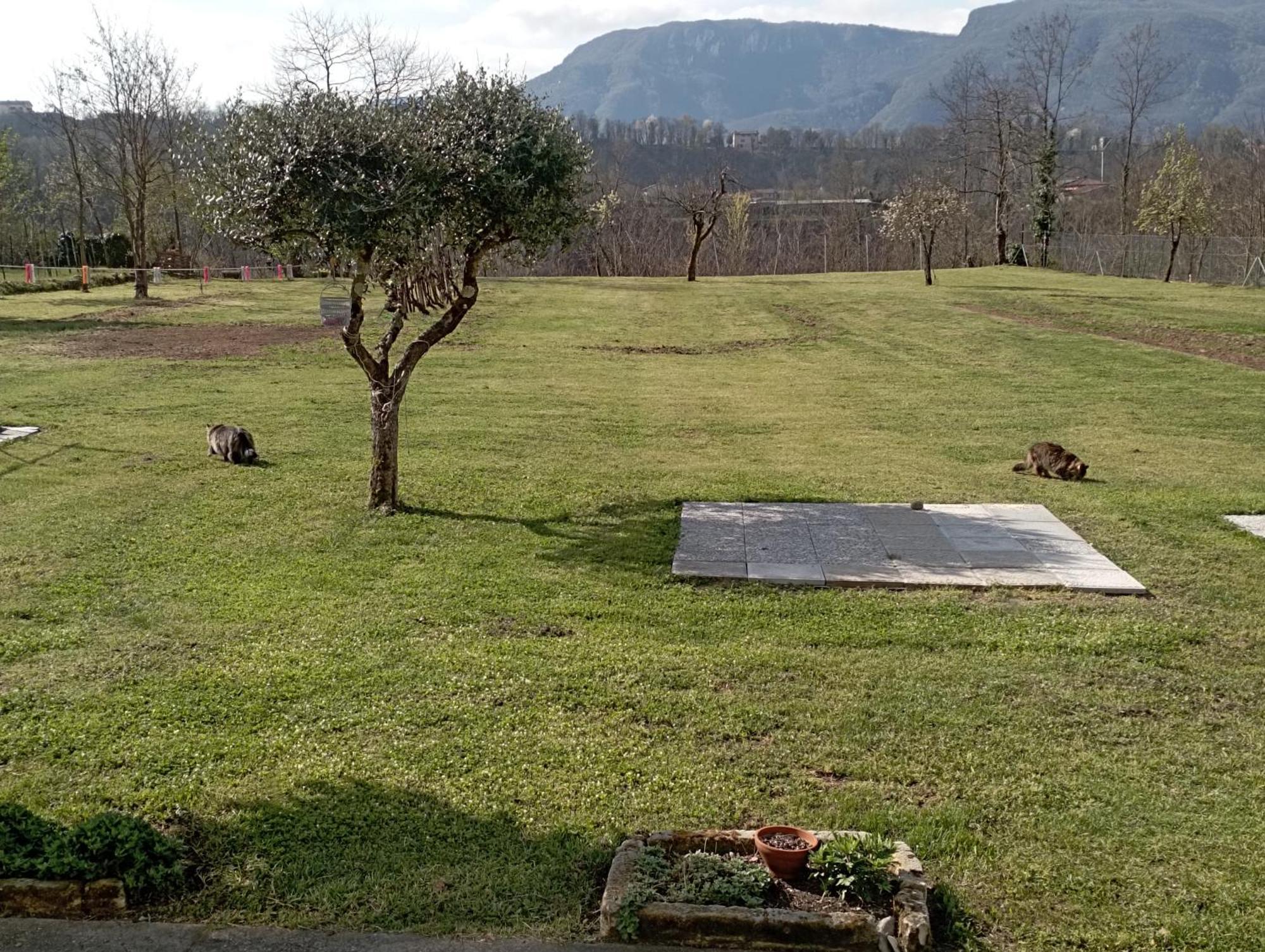 Affittacamere La Foresta Di Sopra بارغا المظهر الخارجي الصورة